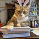 Illustration for article titled Cadbury announces this year’s Bunny Tryouts finalists, snubs my cat